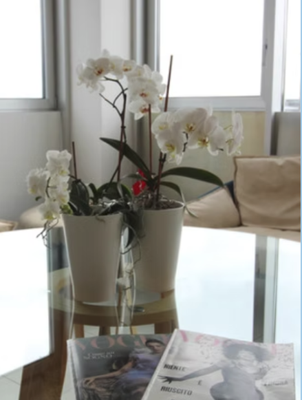 Orchidee in sala d'attesa